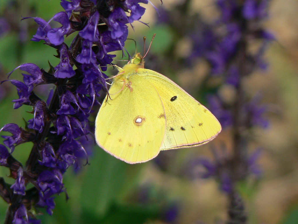 Clouded Sulphur Butterfly