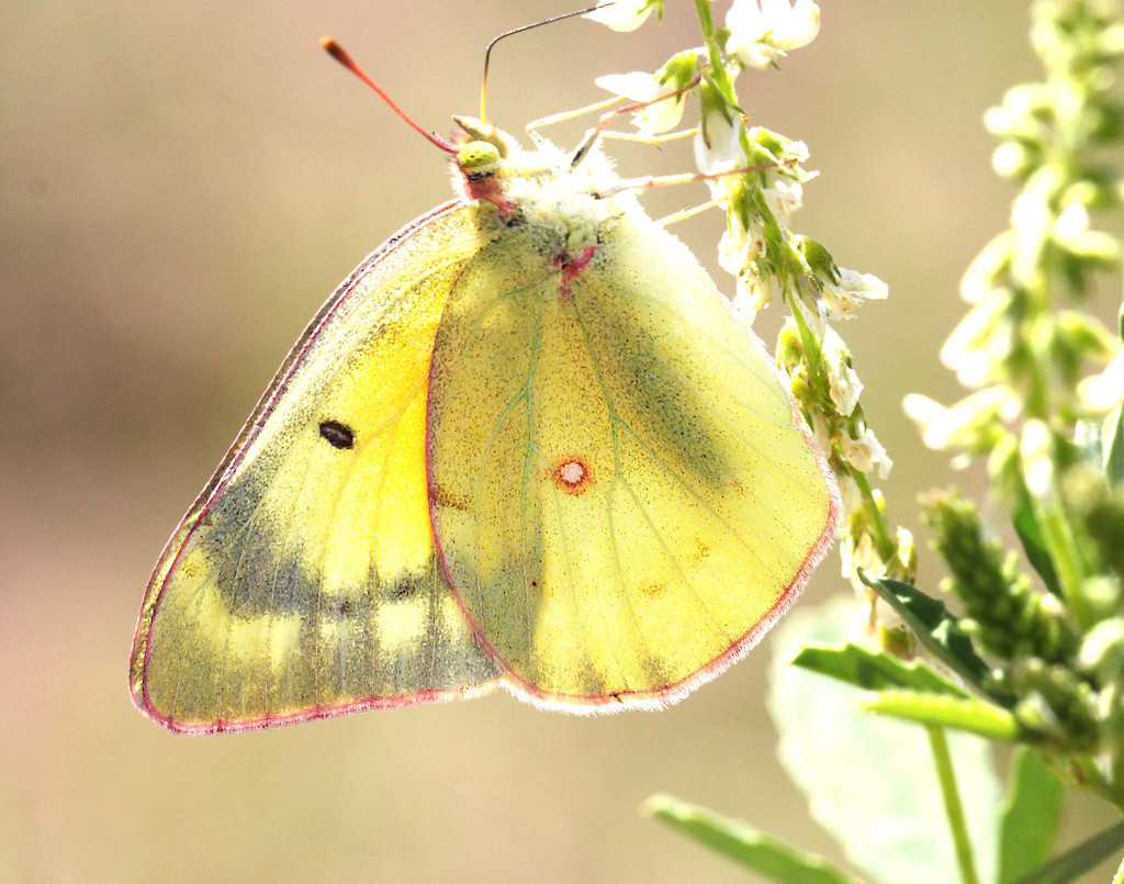 Clouded Sulphur Butterfly