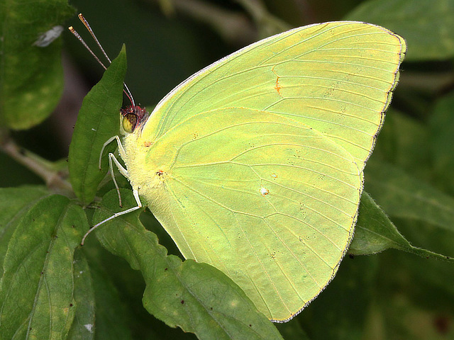 Cloudless Sulphur Butterfly