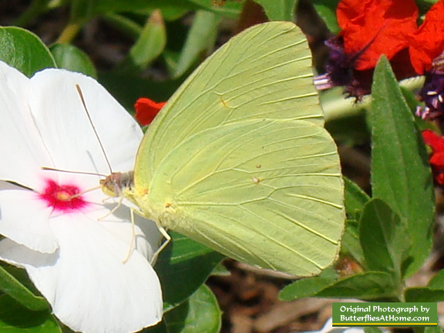 Cloudless Sulphur Butterfly