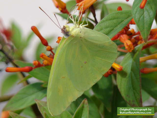 Cloudless Sulphur Butterfly