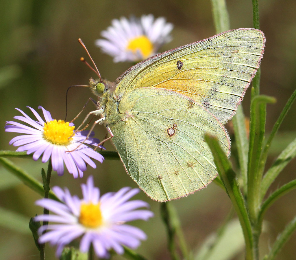 Orange Sulphur Butterfly