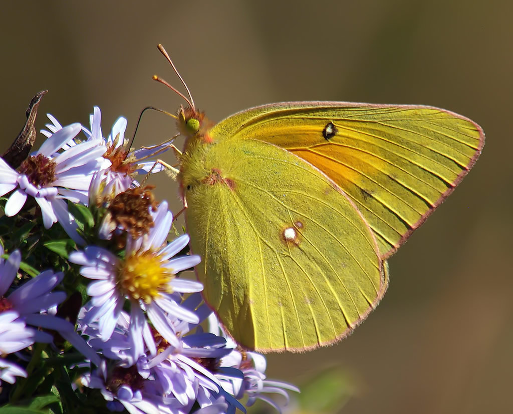 Orange Sulphur Butterfly