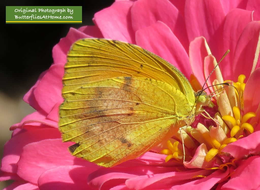 Sleepy Orange Butterfly