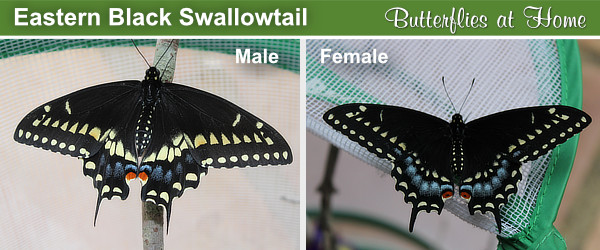 Comparison of the male and female Black Swallowtail Butterfly