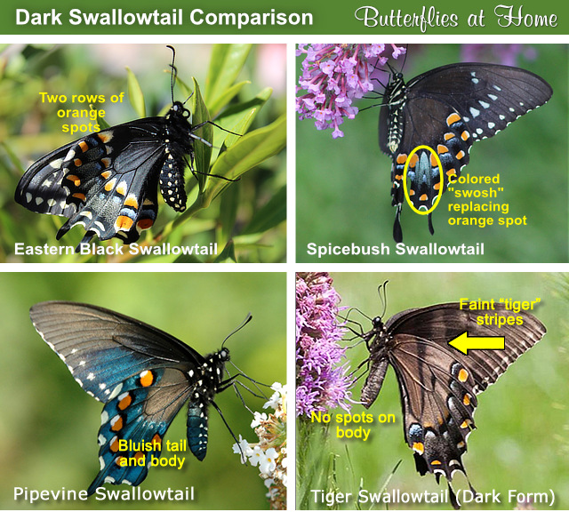 Dark-Colored Swallowtail Butterfly Comparison Chart using ventral views Dark-Colored Swallowtail Butterfly Comparison Chart using ventral views