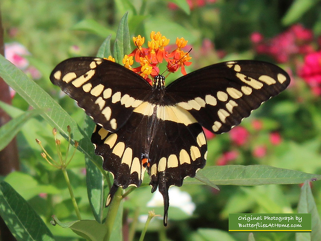 Giant Swallowtail on Milkweed flowers