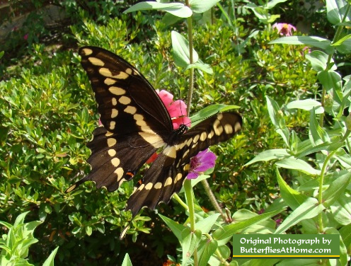 Giant Swallowtail on Pink Zinnia