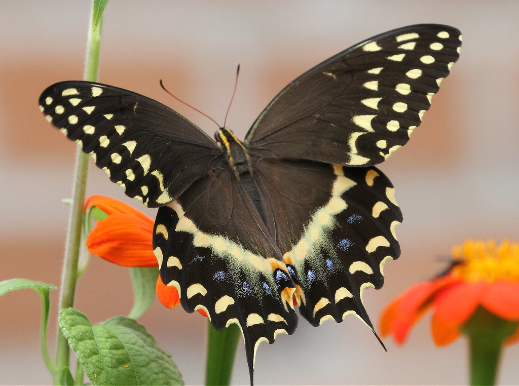 Two-Tailed Swallowtail Butterfly