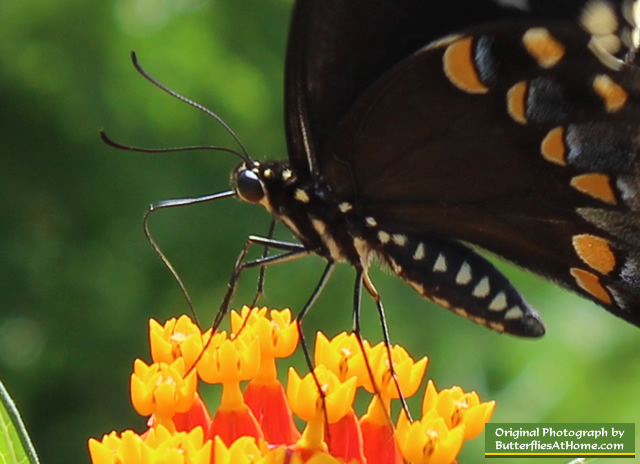 Spicebush Swallowtail Butterfly on Milkweed