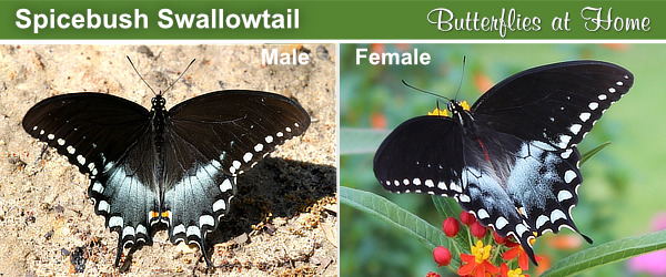 Side-by-side comparison of the male and female Spicebush Swallowtail butterfly