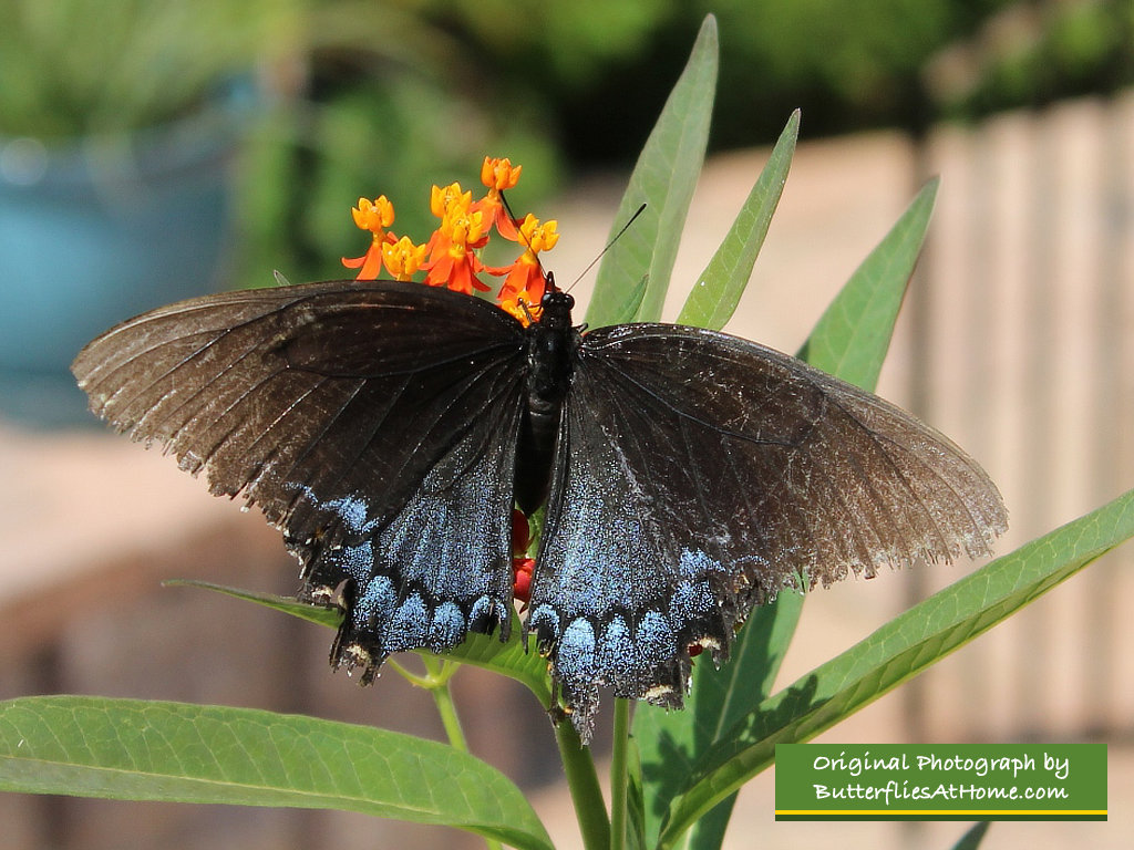 Tiger Swallowtail Butterfly (female) with dark dimorphic coloration