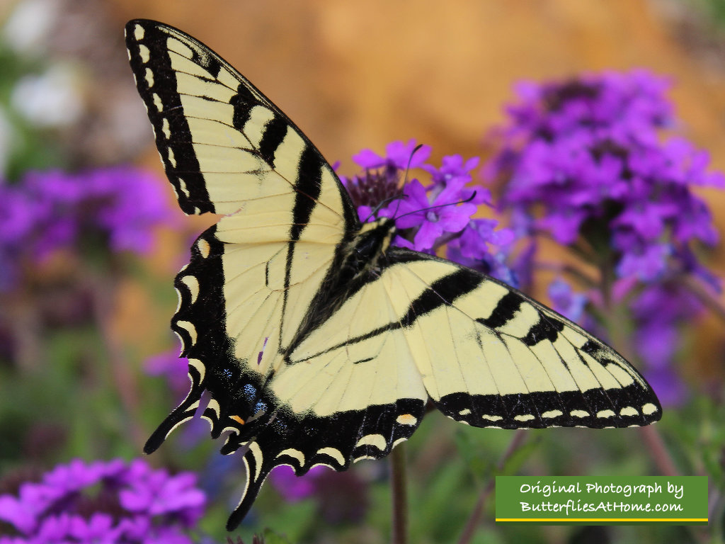 Male Tiger Swallowtail Butterfly missing one tail