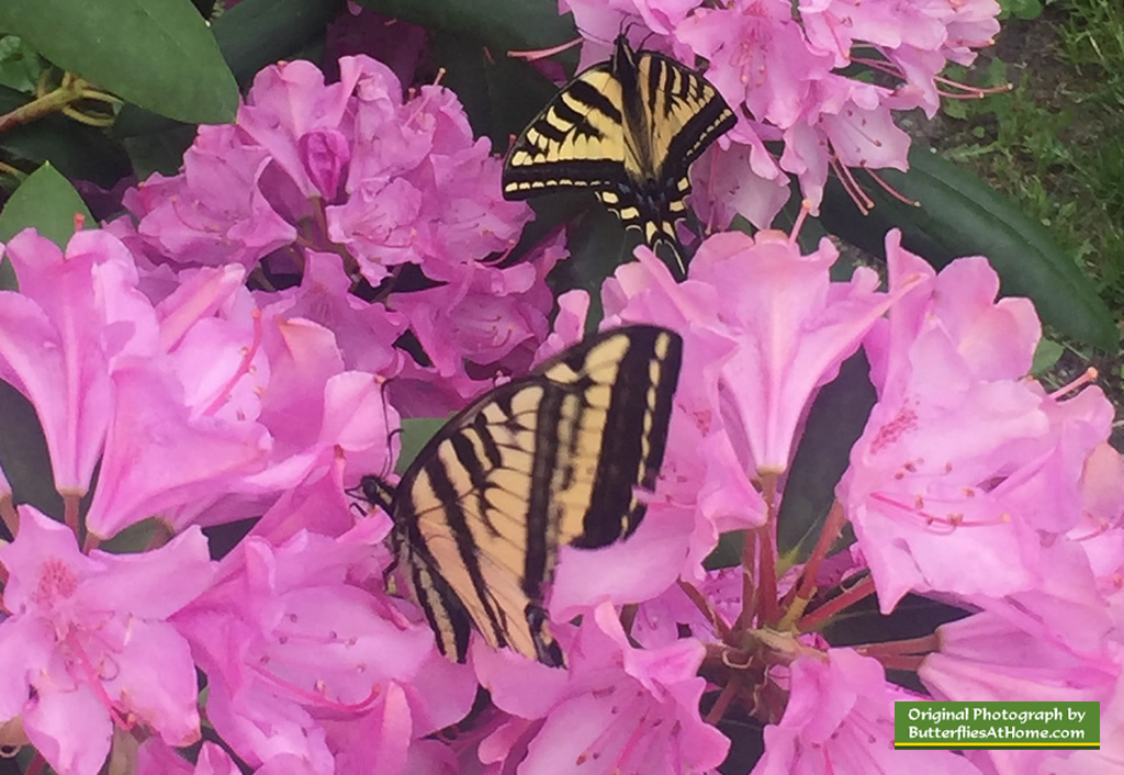 Western Tiger Swallowtail Butterflies, Pemberton, British Columbia