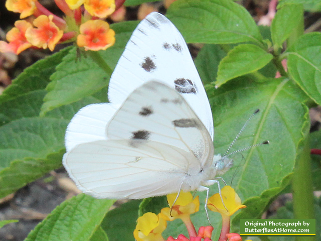 Checkered White Butterfly