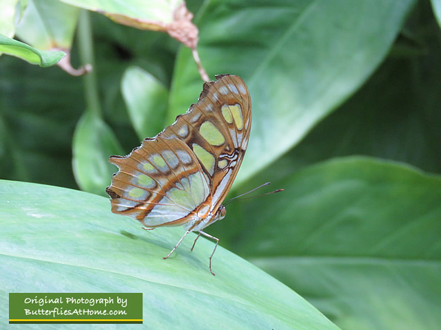One of the hundreds of butterflies seen up close and personal 