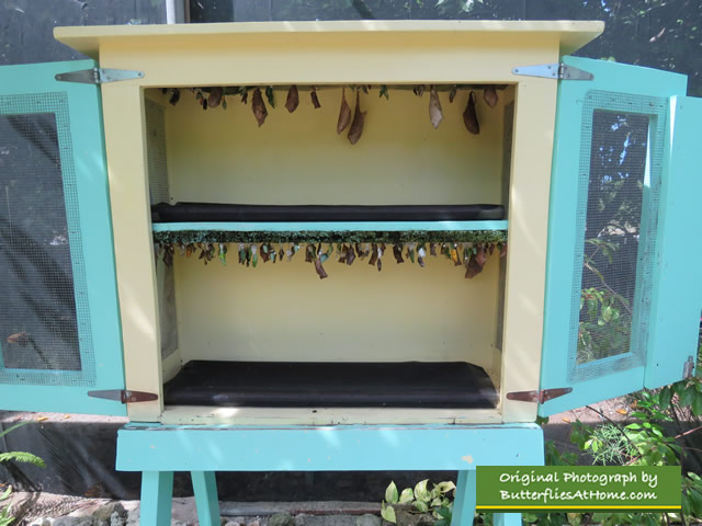 Chrysalises waiting to open at The Butterfly Farm in Aruba