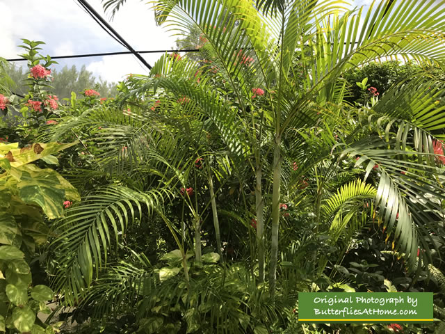 Lush, tropical foliage in Aruba 