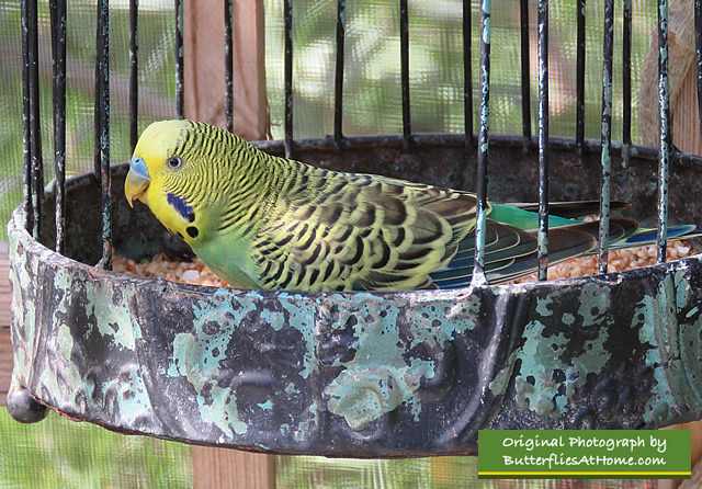 More than just butterflies ... Tropical birdlife at The Butterfly Farm in Aruba