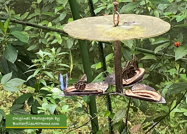 Butterflies enjoying fruit at the Butterfly Garden