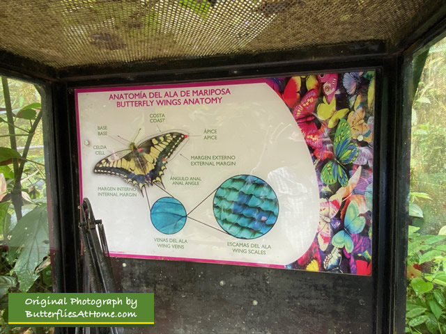 Butterfly Wings Anatomy exhibit at the Butterfly Garden