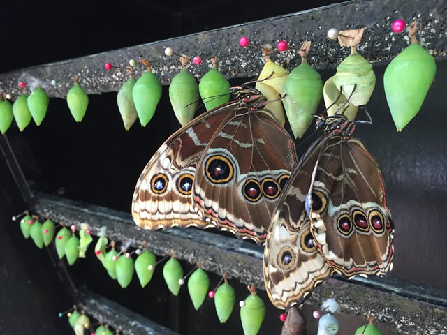 Close-up view of chrysalises opening at the Butterfly Garden