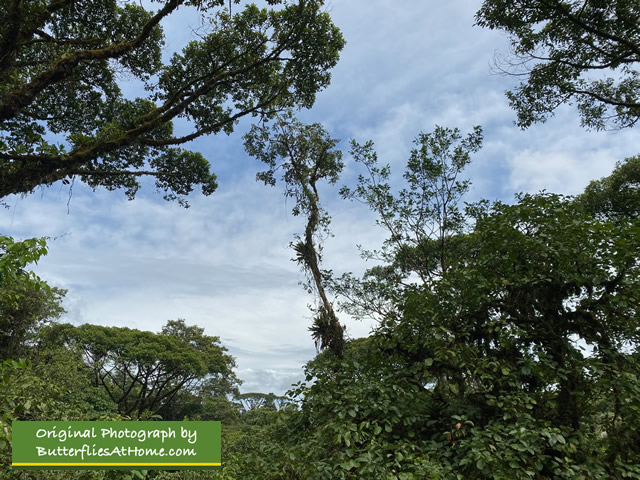 Towering tropical trees along the Rainforest Adventures Aerial Tram