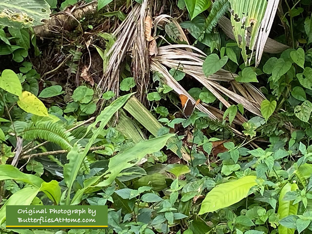 Butterflies have lots of thick vegetation for shelter in Costa Rica!