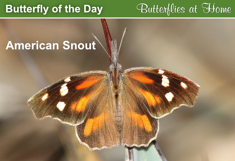 Butterfly of the Day: American Snout