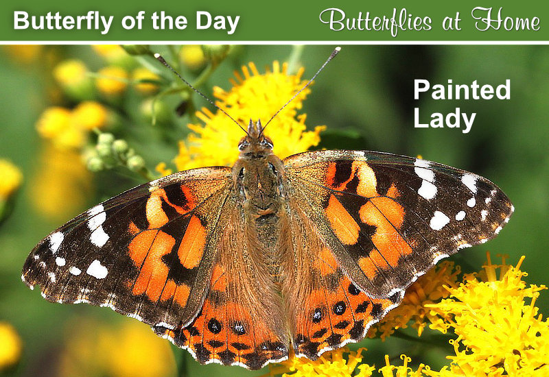 Butterfly of the Day: Painted Lady