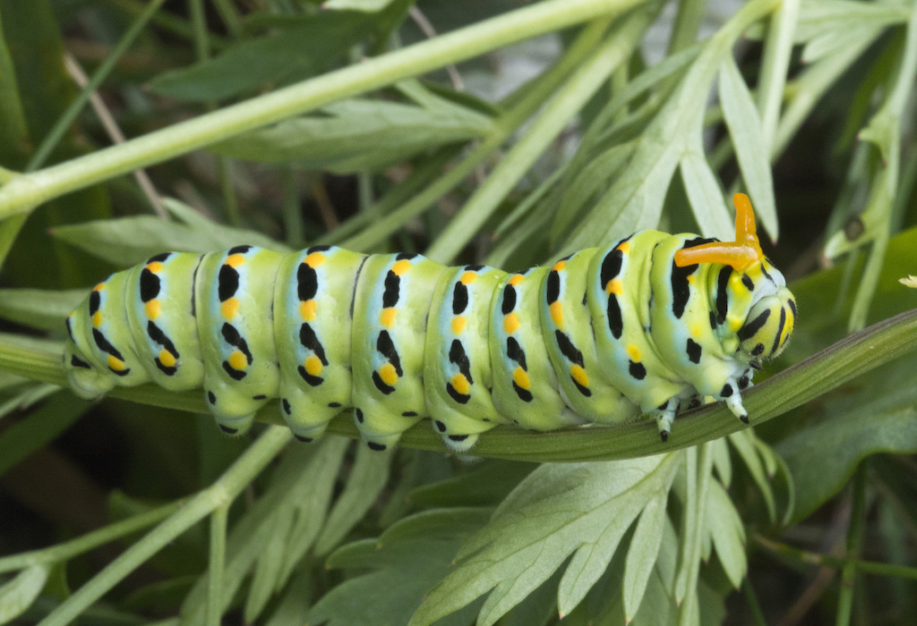 Anise Swallowtail Caterpillar 