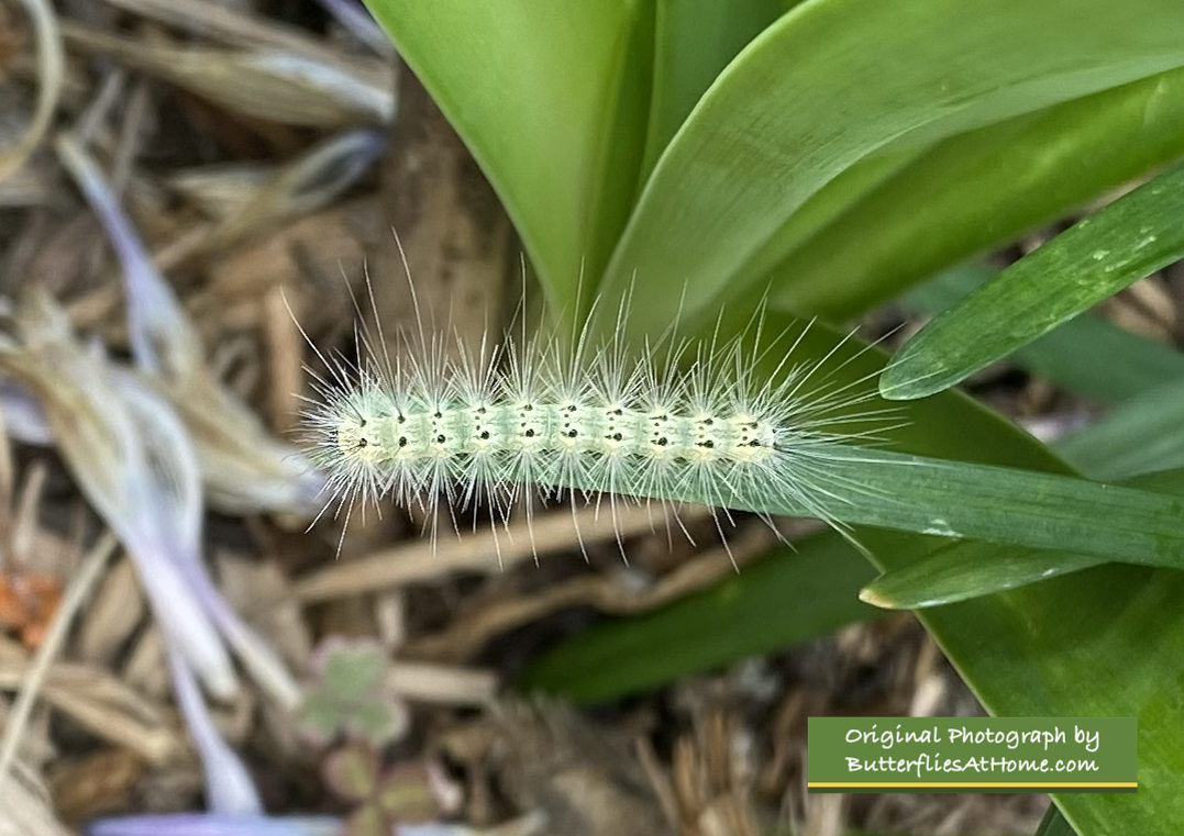 Fall Webworm Caterpillar 