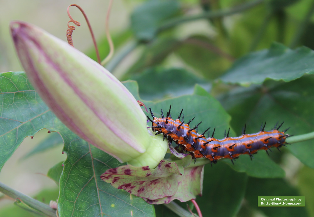 Gulf Fritillary Caterpillar
