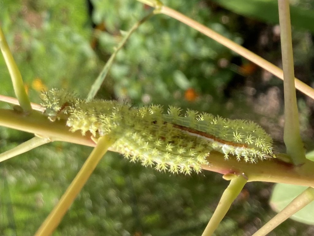 Io Moth Caterpillar