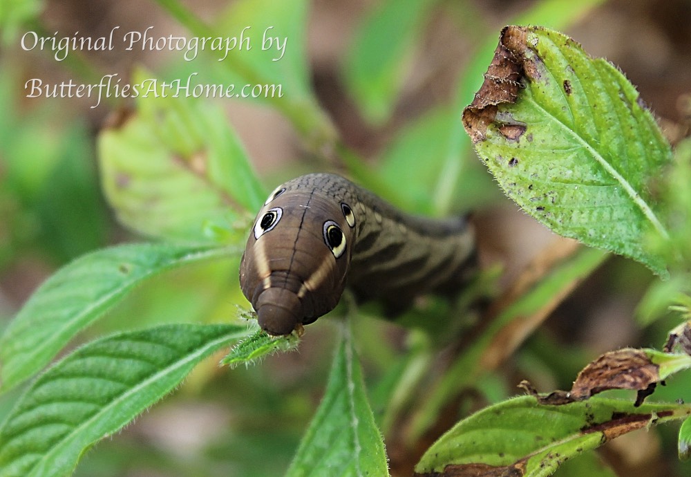 Tersa Sphinx Caterpillar