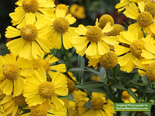 Flowers in bloom at the Charlotte Rhoades Park Butterfly Garden