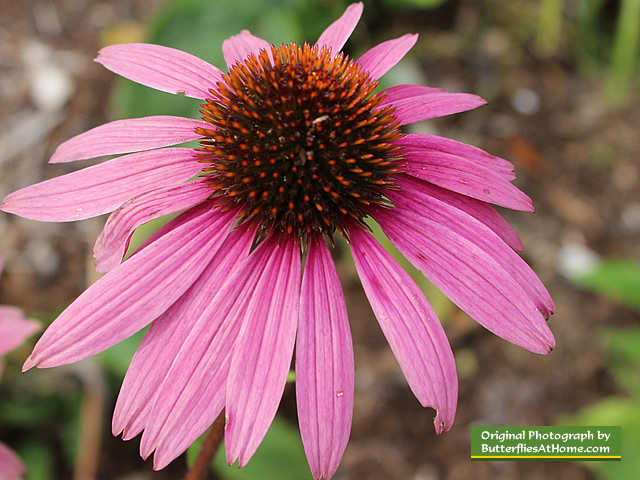 Flowers in bloom at the Charlotte Rhoades Park Butterfly Garden