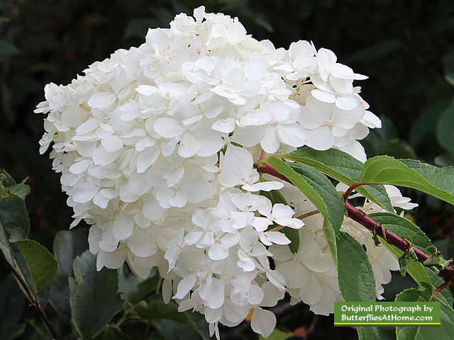 Flowers in bloom at the Charlotte Rhoades Park Butterfly Garden