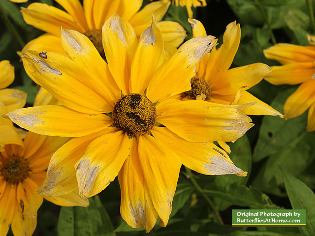 Flowers in bloom at the Charlotte Rhoades Park Butterfly Garden