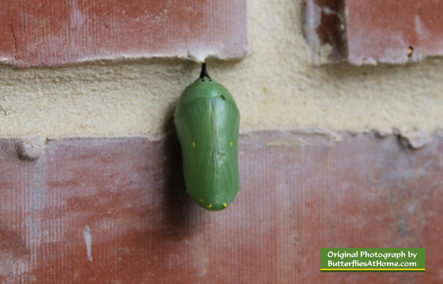 Monarch Butterfly chrysalis ... on a brick wall !