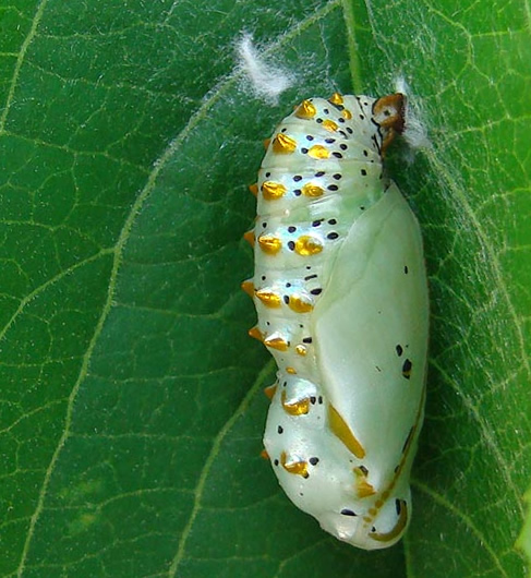 Variegated Fritillary pupa Variegated Fritillary chrysalis