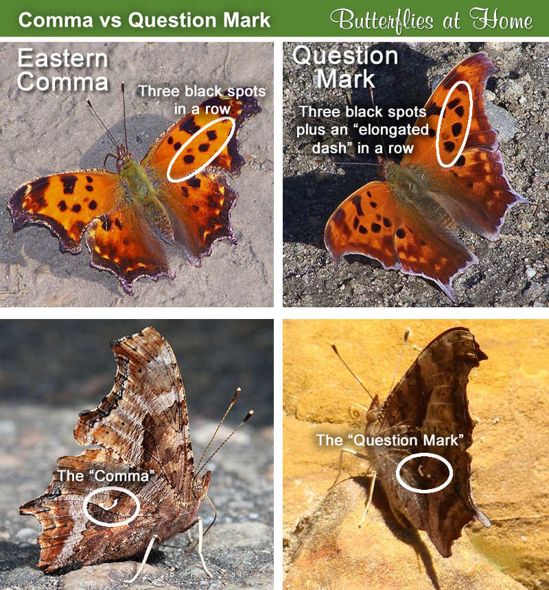 Comparison of the Eastern Comma butterfly and the Question Mark butterfly