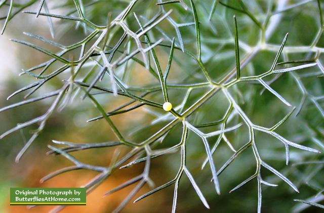 Black Swallowtail egg on bronze fennel
