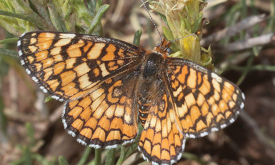 Arachne Checkerspot Butterfly