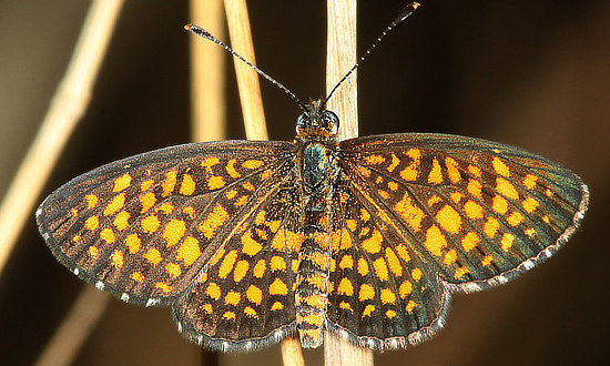 Arizona Checkerspot Butterfly