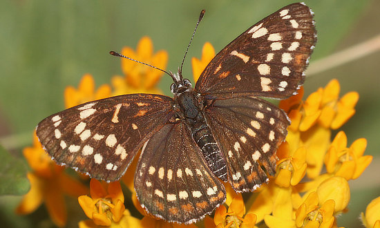 Black Checkerspot Butterfly