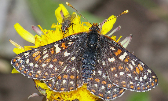 x Checkerspot Butterfly
