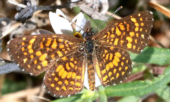 x Checkerspot Butterfly