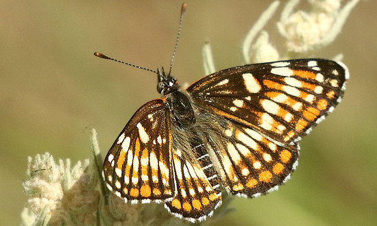 x Checkerspot Butterfly