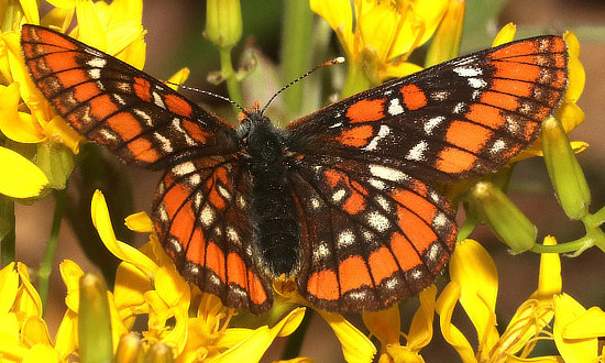 x Checkerspot Butterfly